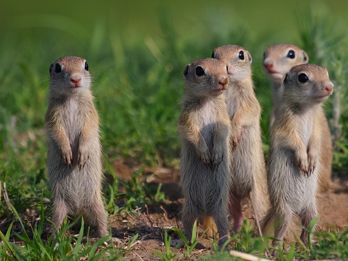 为何老人总是说黄鼠狼杀不得,为什么老人说黄鼠狼不能杀