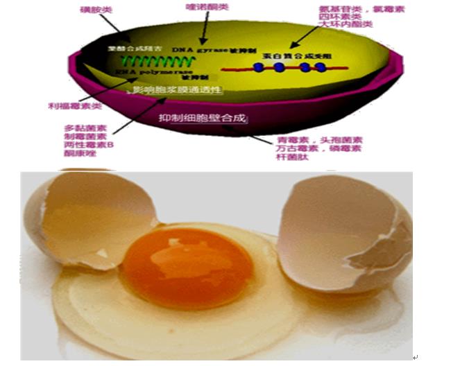 抗菌药物，青霉素类抗菌药物