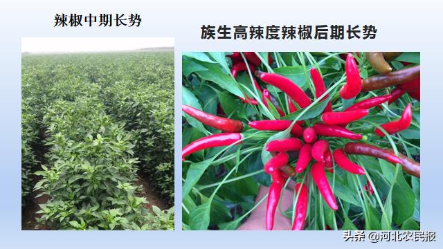 高效农业种植模式：备受农业专业合作社、农机专业户和包地大户青睐，让更多人受益