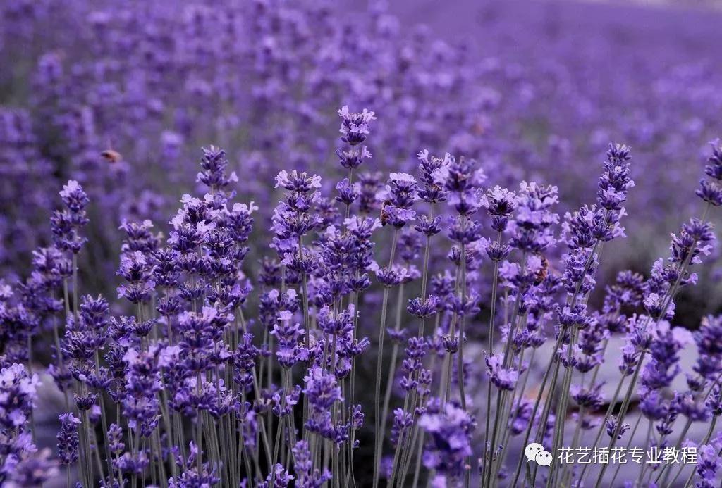 学花艺必备的花语,花艺师要知道的花与花语