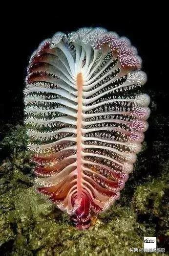 六一相册影集,六一照片专场