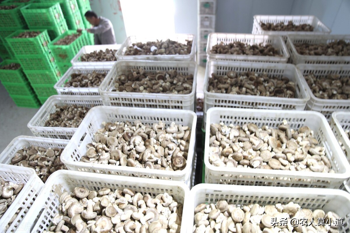 农村十大暴利食品小作坊创业资讯,大学校园冷门暴利生意大学生创业