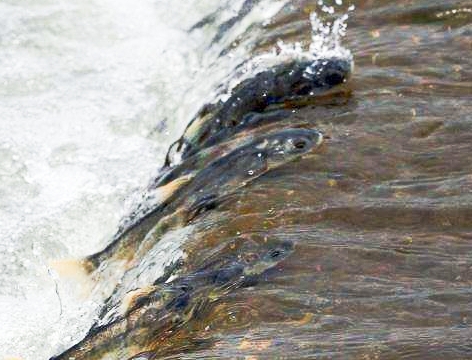 令人泪目的青海湖湟鱼洄游,青海湖湟鱼洄游后还能活吗
