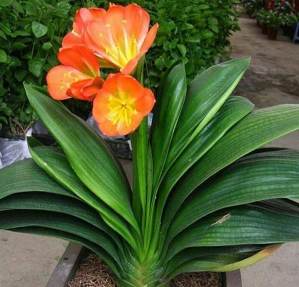 君子兰什么时候适合换盆怎么换盆,君子兰换盆期的正确养护方法