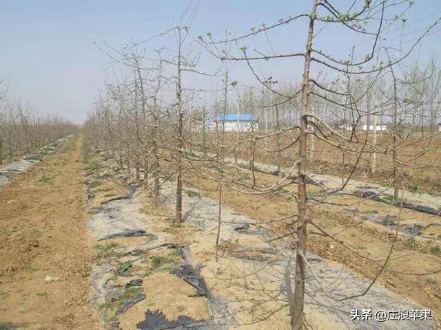 苹果树修剪技术视频全集播放,又细又长的苹果树修剪方法
