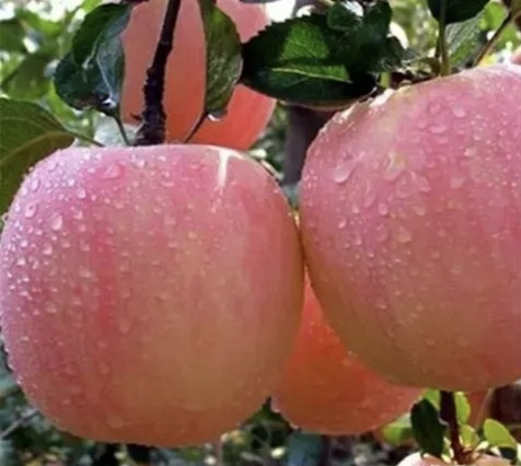 山西红富士苹果，手机微信号:13453922950