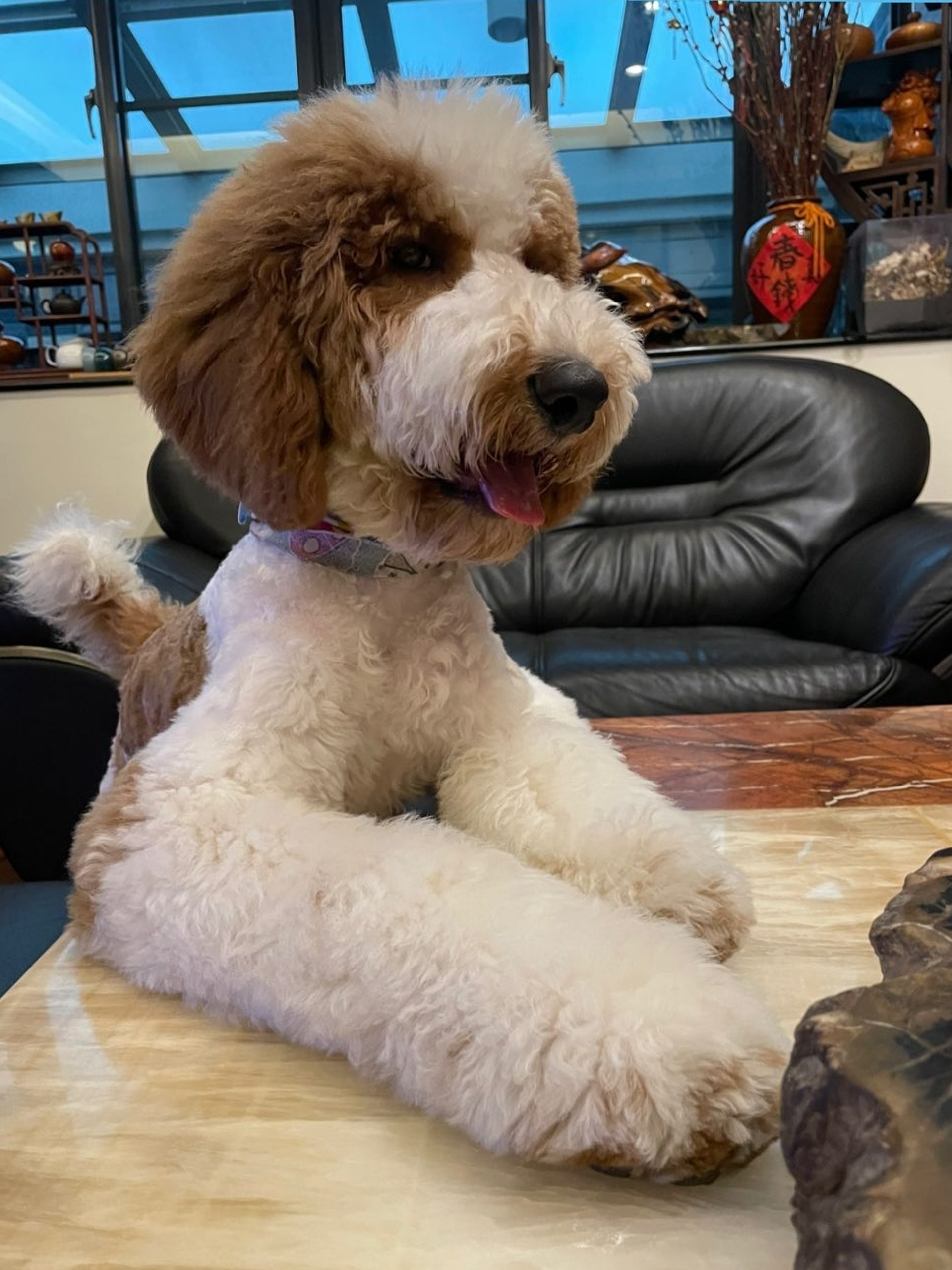 家里两只巨型贵宾犬,巨型贵宾犬发疯