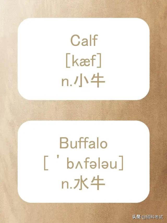 动物的英文拼写及音标,关于动物的单词及音标