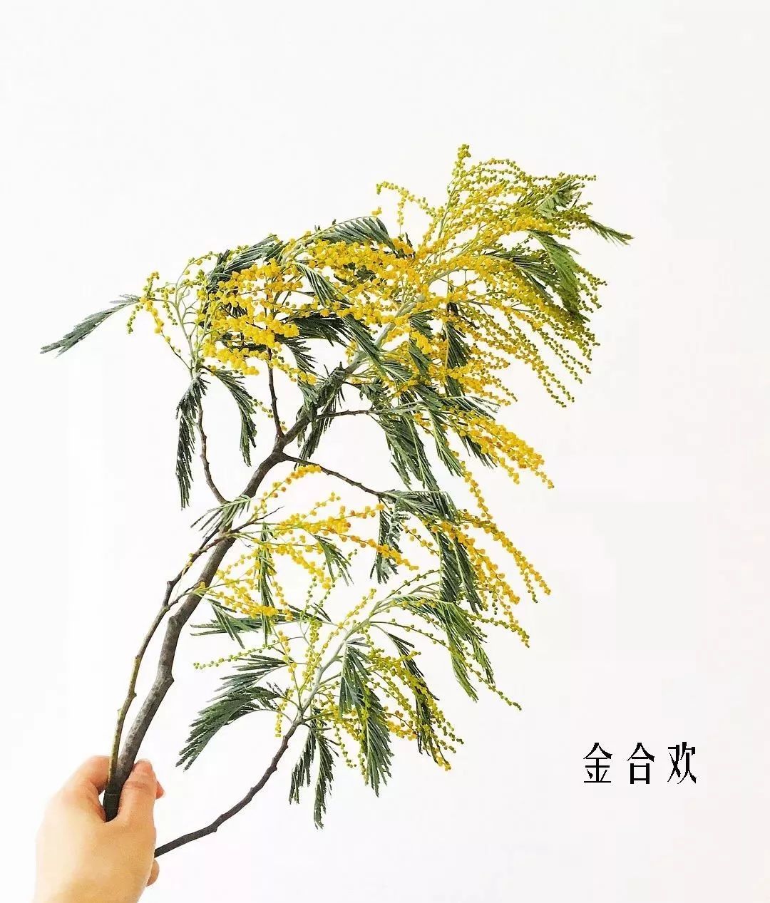 花店里同款的两种不同价格的花材,花店最容易被顾客误解的几种花材