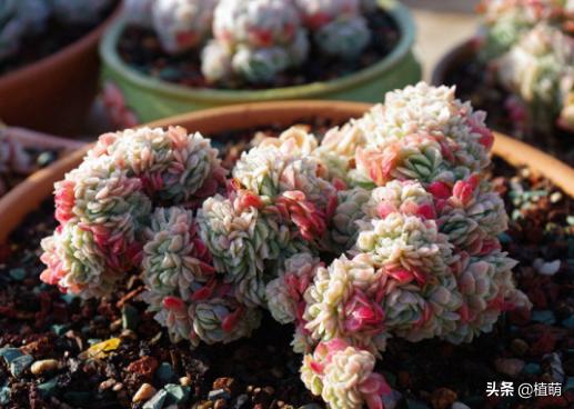 缀化的冰梅，还是头一次见到，真的很漂亮