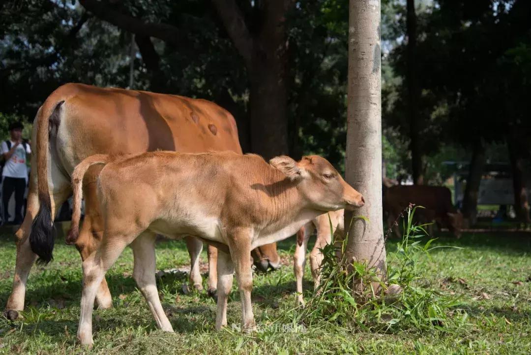 深圳养牛的真实经历,广东养牛的现状