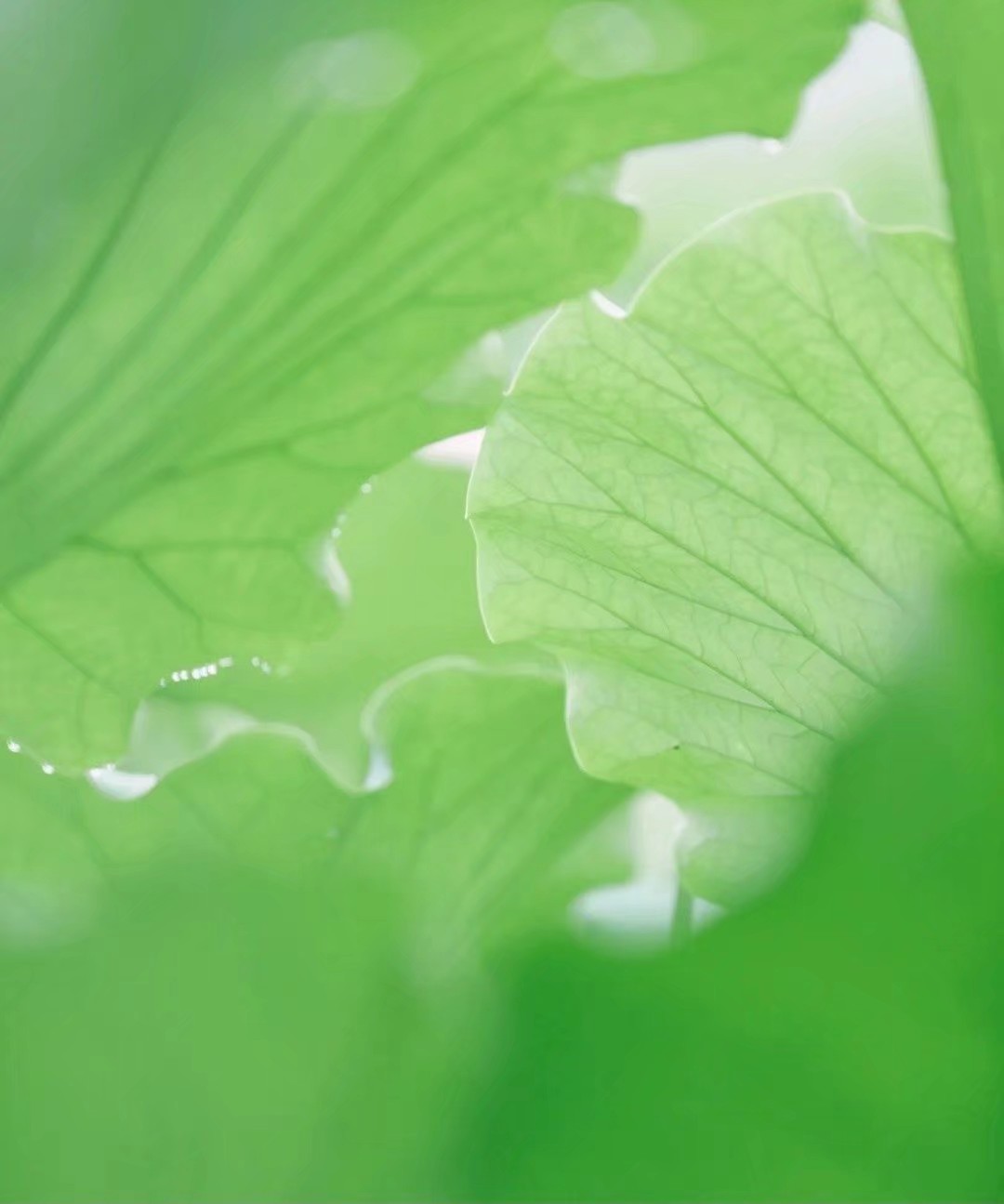 看取莲花净应知不染心,看取莲花净的意思