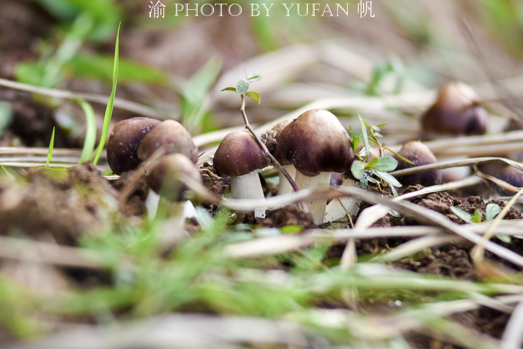 受新冠疫情影响，重庆潼南10万斤姬松茸销售受阻，老板欲哭无泪