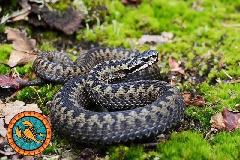 十二星座运势野兽,如何知道自己星座最适合的动物