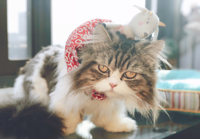 猫咪毛发干枯没光泽掉毛严重,猫咪也有头皮屑吗