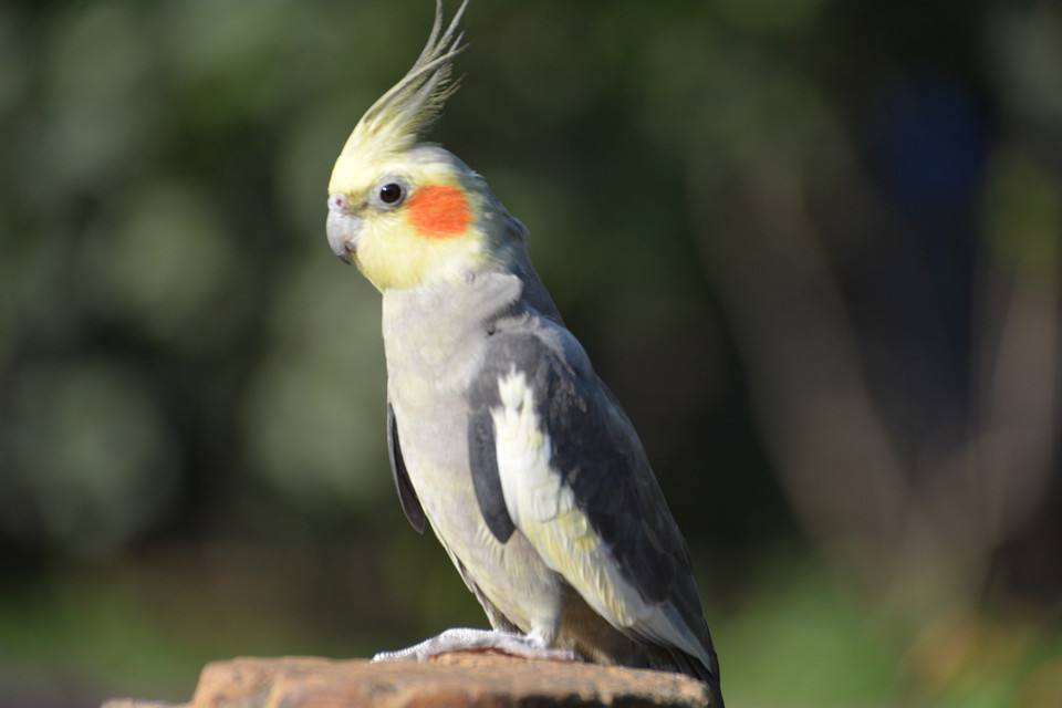 国外可以饲养的鹦鹉大全,澳洲养鹦鹉种类有哪些