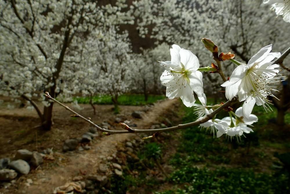 苏轼描写景色的整首诗,苏轼关于人生经历的诗