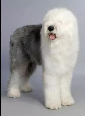 各种狗狗身价排名,各种狗的待遇对照表