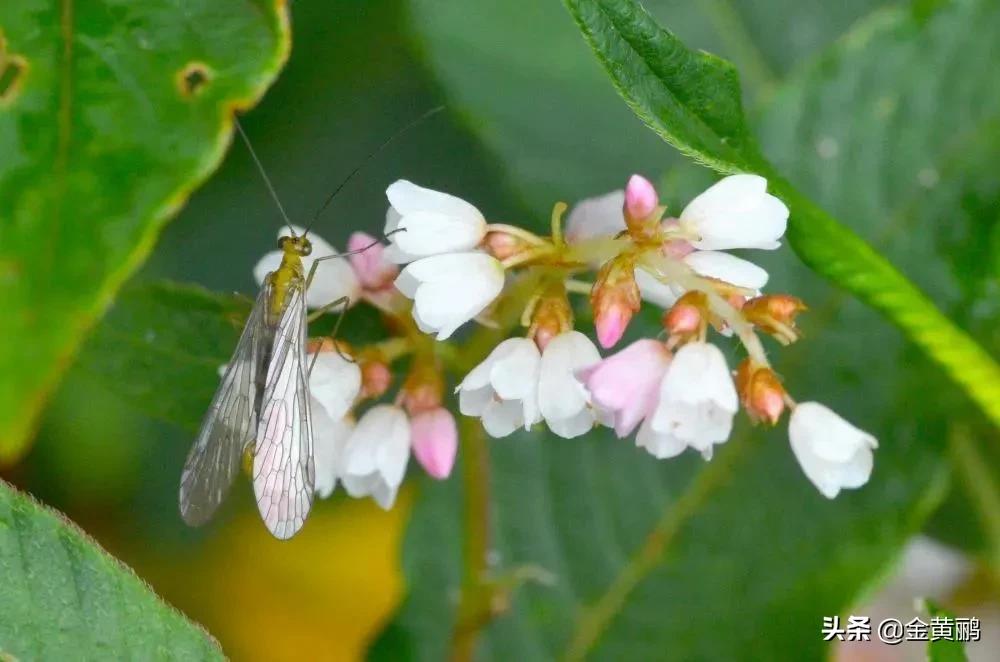 为什么云南女人长相好看,云南真的很漂亮吗