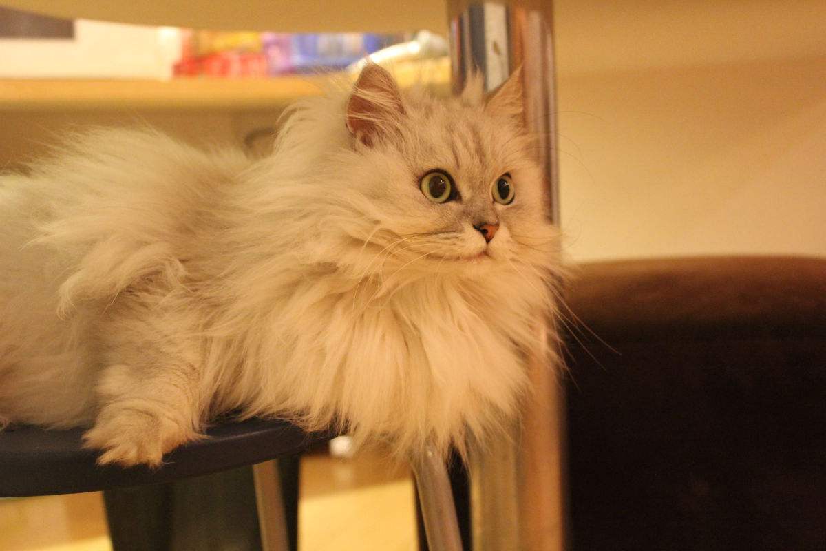 如何科学饲养猫咪铲屎官必看,这5大养猫禁忌很多铲屎官都犯过