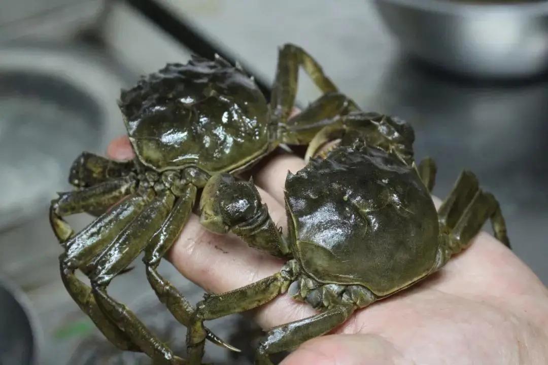 螃蟹的最佳吃法和禁忌,螃蟹虽美味但这六类人应少吃