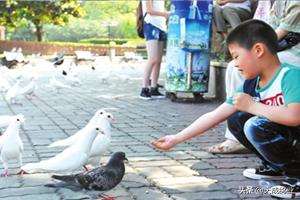 现在养鸽子挣钱吗,养什么鸽子能挣钱