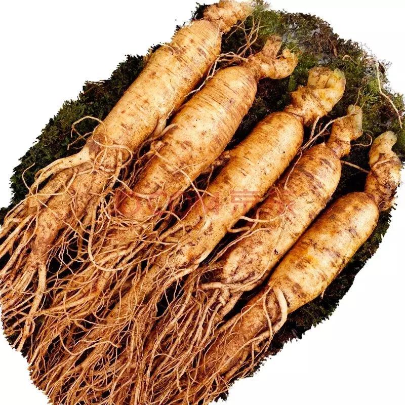 西洋参跟人参的差别图科普,西洋参和人参区别科普