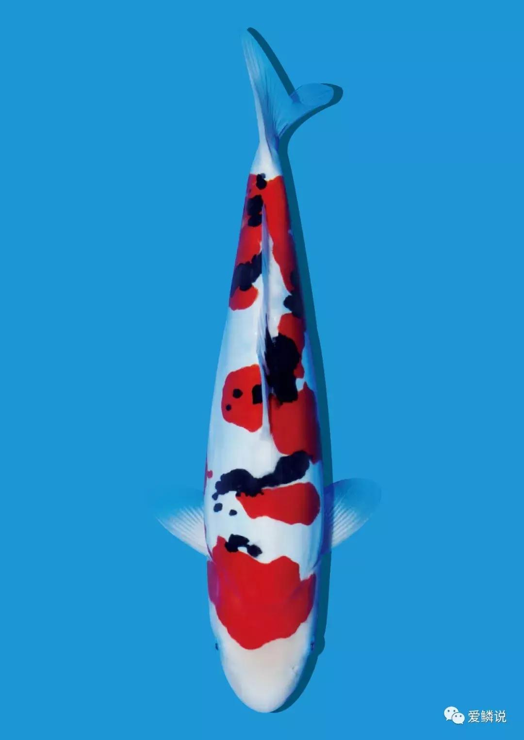 什么环境蝴蝶鲤容易得肠炎,家养鲤鱼的几种常见病