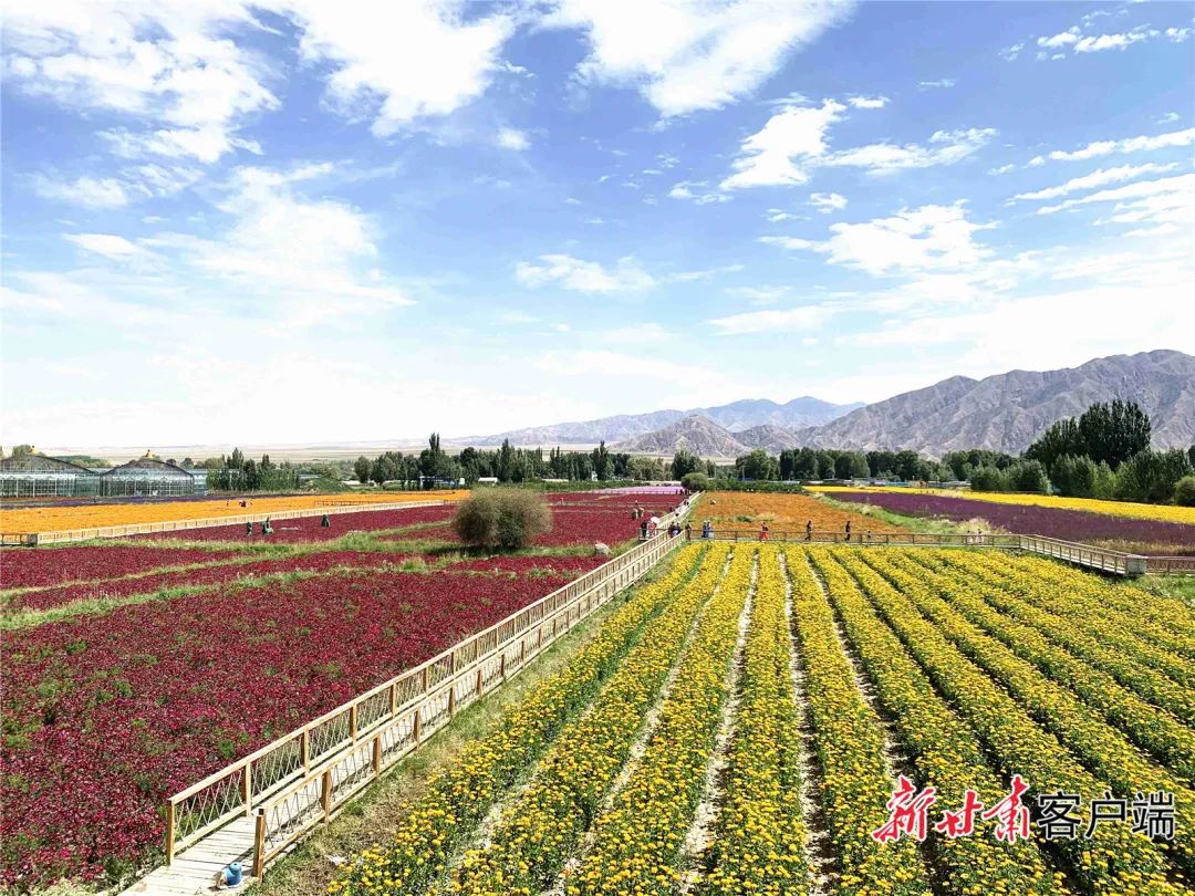 肃北千亩花海,甘肃省肃北县花海