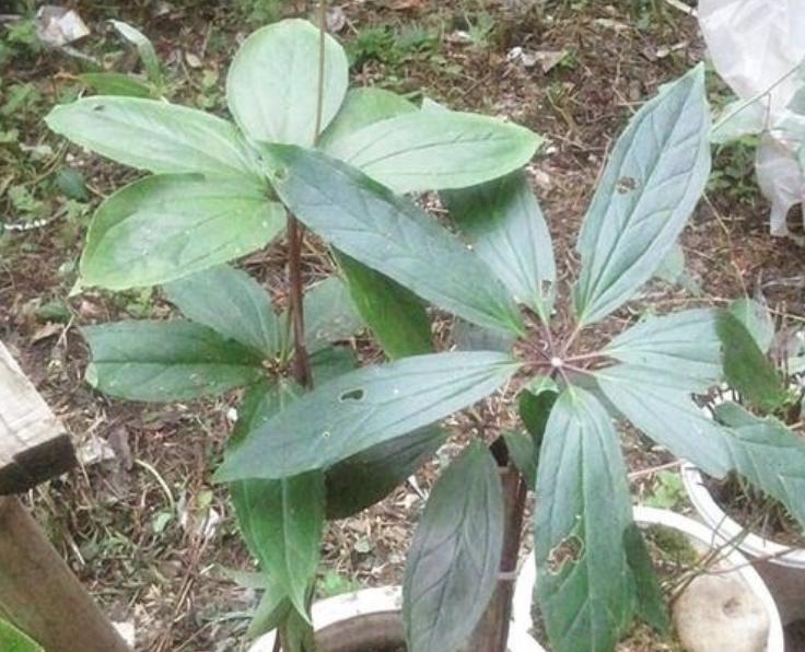 南方种什么药材树值钱,南方什么树最值钱又好