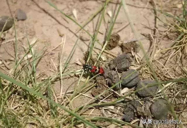 猪粪牛粪羊粪鸡粪养月季哪个更好,鸡粪牛粪羊粪肥的区别