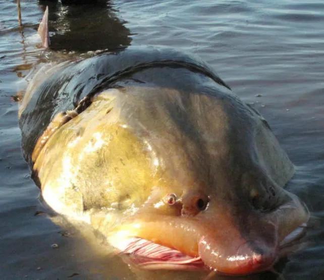 黑龙江鳇鱼营养价值高吗,黑龙江冰冻大鳇鱼