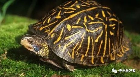 养龟的十大常见问题,养龟的十大准备