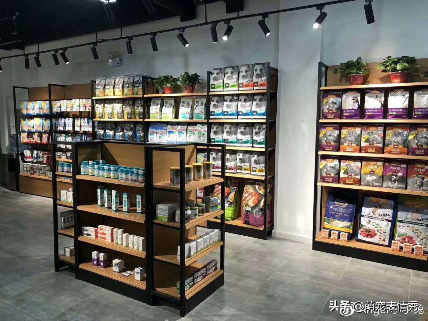 开宠物店的优势与劣势,开宠物店优势与劣势有哪些呢