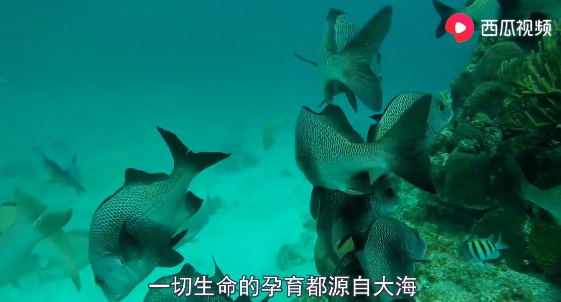 同样是海水，为什么大西洋与太平洋的海水不相融西瓜视频Hi科普啦