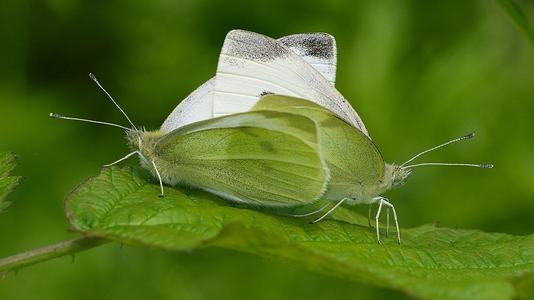 昆虫的情感世界并不逊色于人类，它们也有形形色色的求爱招数