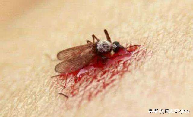 蚊子能传播一大堆疾病，为什么不能传染艾滋病？