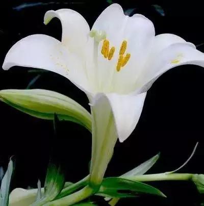 1到100朵红玫瑰花的寓意和花语,助人为乐善良可爱是哪种花的花语