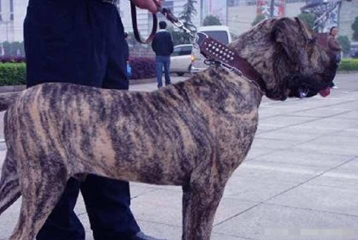 最狠的狗狗是藏獒吗,藏獒是最厉害的狗狗吗