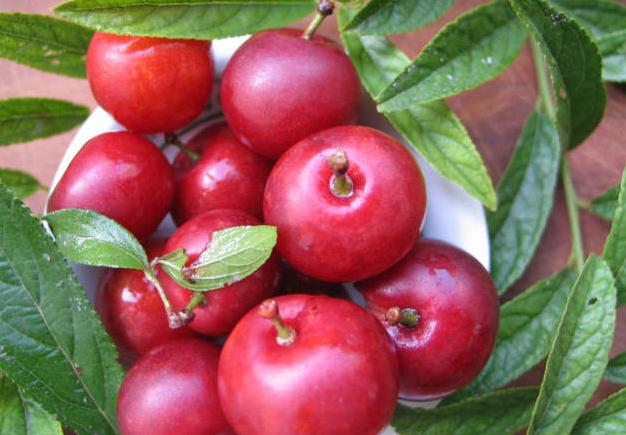 新疆一种跟康熙有关系的水果,康熙国宝级水果