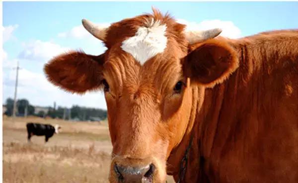 潮汕牛肉丸哪个最好吃,全网最真实的潮汕牛肉丸