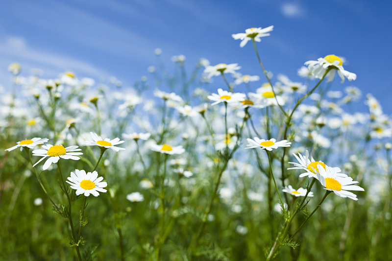 查询行情走势,查询市场行情用什么软件