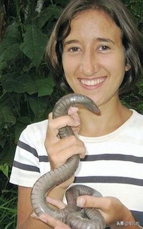 世界上最大的动物长什么样,所有动物最大的样子有多大