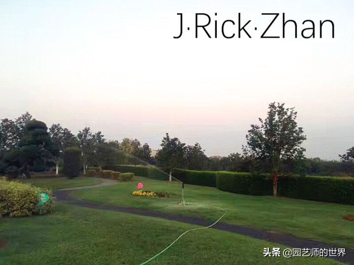 高尔夫果岭草坪家庭院子种植,麦冬草坪种植方法和注意事项