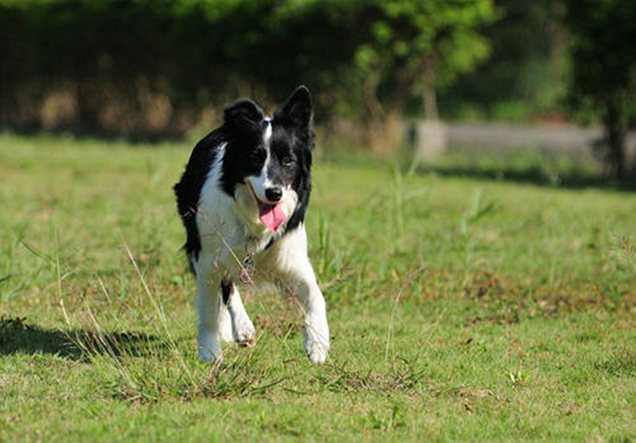 边牧有多聪明丢飞盘,边牧聪明的可怕的瞬间