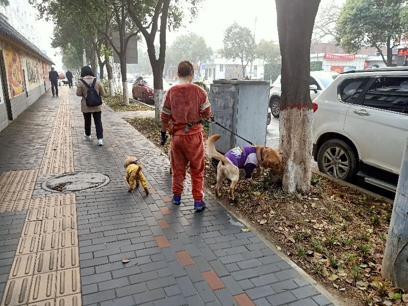 养狗的心得和感言,养狗的心酸记