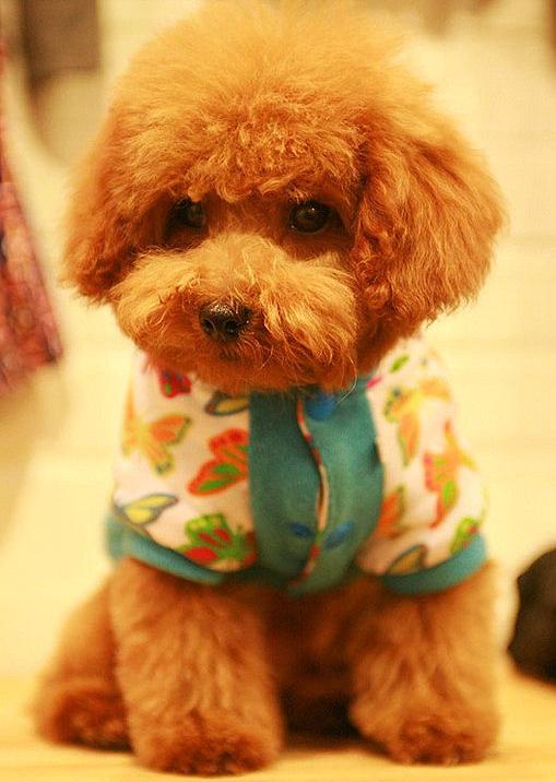 怎么养泰迪才会养得非常好,养泰迪的正确方法和注意事项