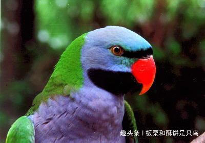 牡丹鹦鹉到底有多少种,可以饲养的牡丹鹦鹉有什么品种