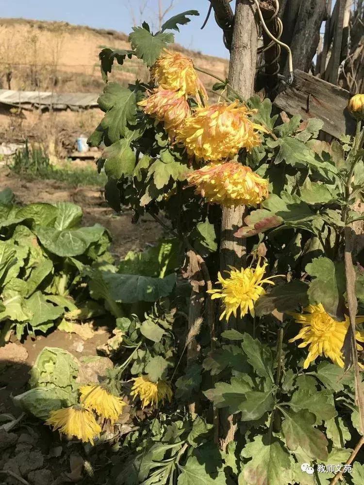 豫西师范前世今生,豫西师范回忆