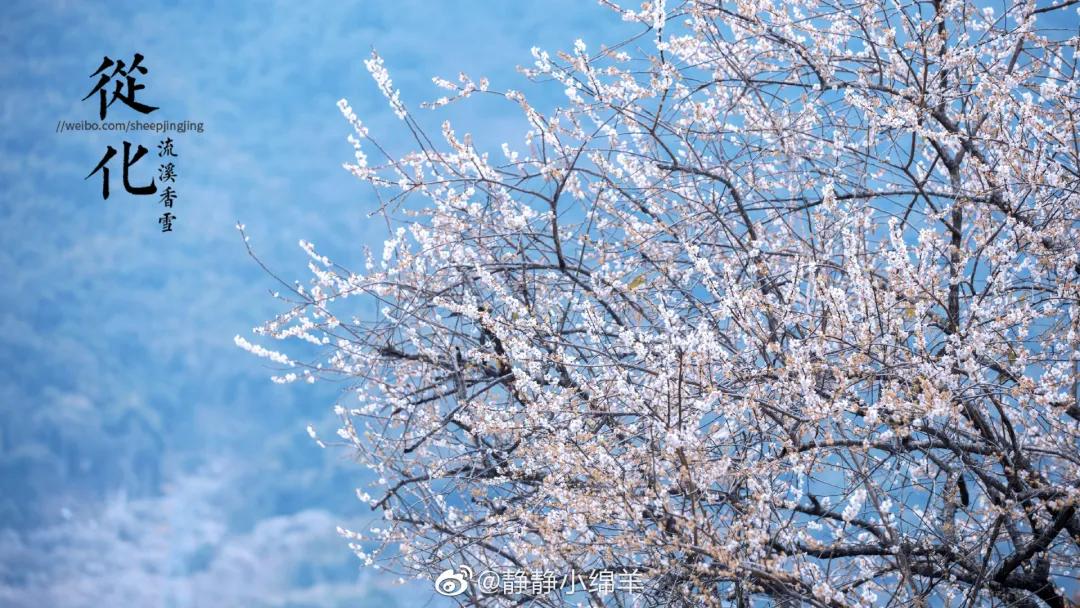 广州现在花开的季节,广州现在什么花开了